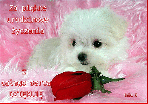 Za piękne urodzinowe życzenia dziękuję